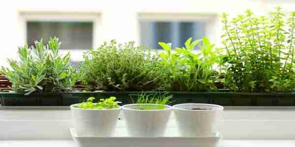 growing herbs inside your home diy