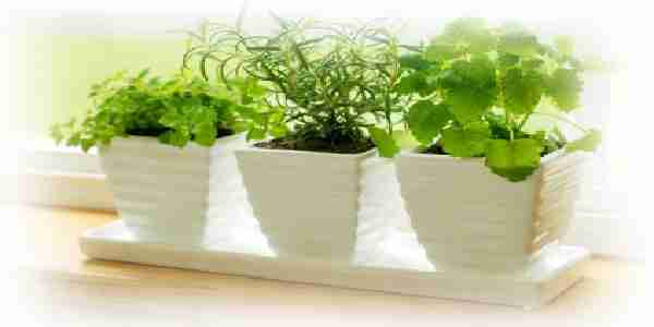 how to growing indoor herbs garden from seeds
