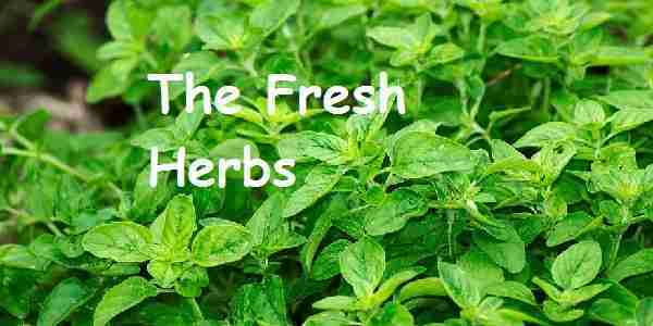 the fresh herbs
