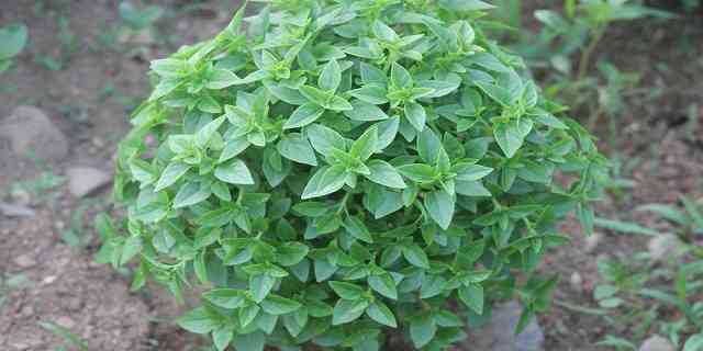 basil health benefits and uses in medicine