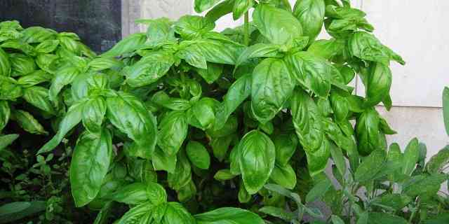basil herb plant