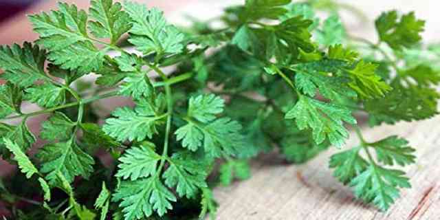 chervil growing conditions tips season instructions in shade