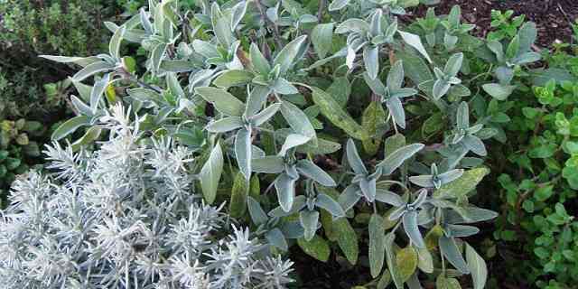 garden sage herb plant