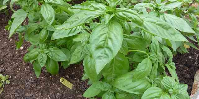 grow basil indoors outdoors from seed cutting stem in pot container