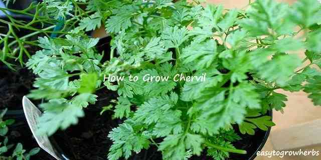 grow chervil