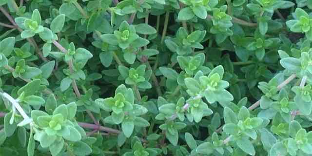 grow thyme indoors outdoors at home from seed cutting root stem