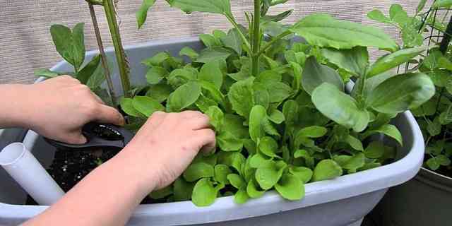 growing arugula indoors outdoors in pots containers or home backyard garden in summer fall