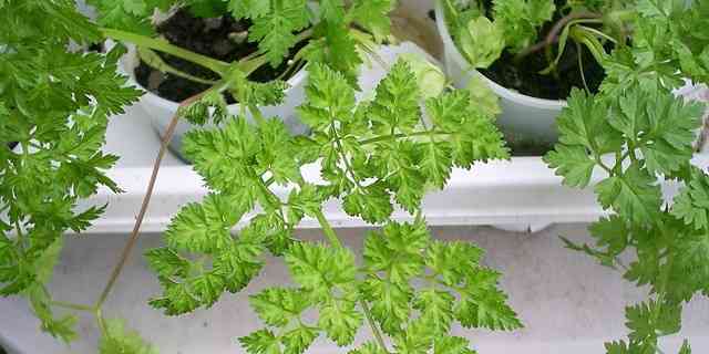 growing chervil in containers pots indoors outdoor garden from seed root