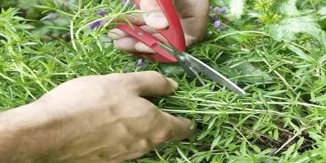 growing thyme herb plant tips best conditions soil pruning harvest pest