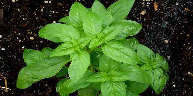 how to grow harvest store basil easily effectively