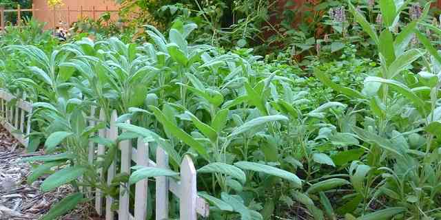 sage herb plant