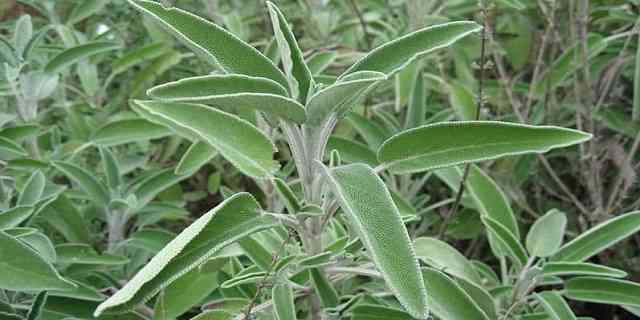 sage plant medicinal health uses and benefits
