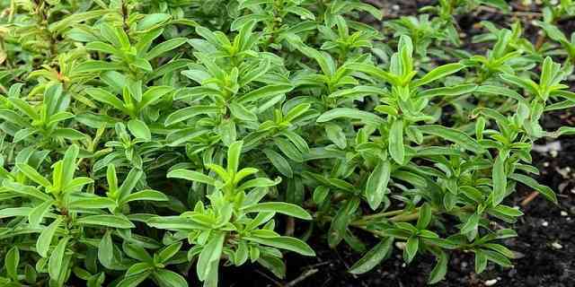savory herb plant