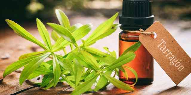 tarragon essential oil uses and benefits