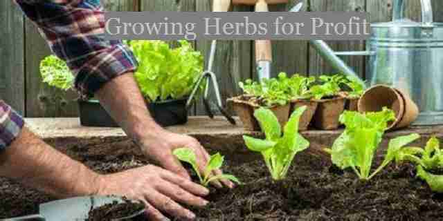 growing herbs for profit