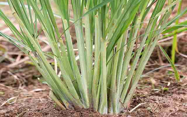 growing lemongrass from seed or stalk when where to plant
