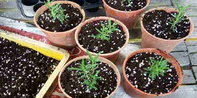 planting rosemary: root seedling propagate water condition sun light requirements where to plant