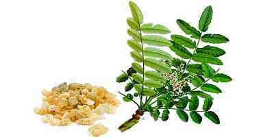 boswelia anti inflammatory herbs for joints