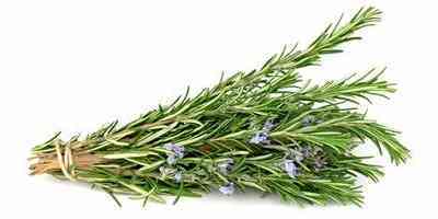 herbs that reduce and fight inflammation