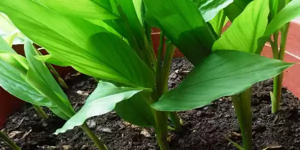 how to grow turmeric plant